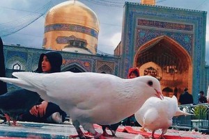 تور، هتل، پرواز مشهد با بهترین قیمت