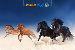 سریع تر از همیشه با هاست وردپرس ایران هاست